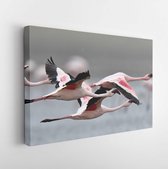 Canvas schilderij - Flamingos in flight. Flying flamingos over the water of Natron Lake. Lesser flamingo. Scientific name: Phoenicoparrus minor. Tanzania. -     1167456304 - 40*30