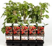 Zomerframboos - Rubus idaeus Malling Promise - Fruitstruik