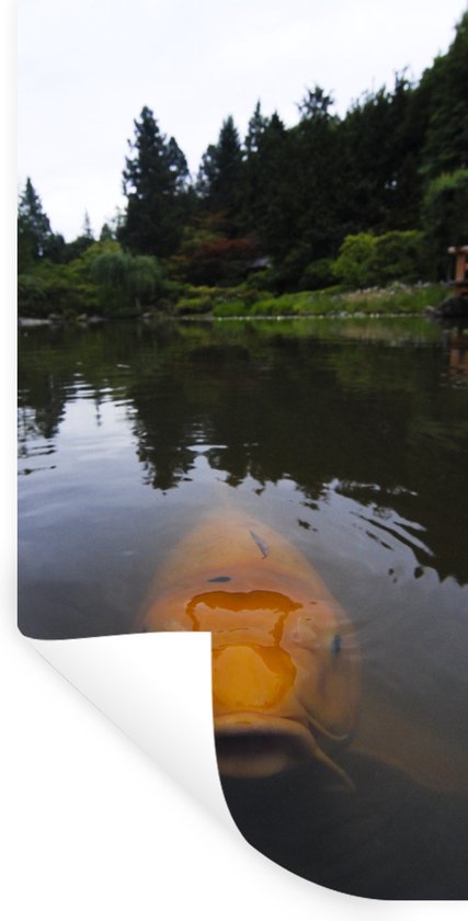 Stickers Stickers muraux - Une carpe koï géante dans l'eau - 40x80 cm - Film adhésif