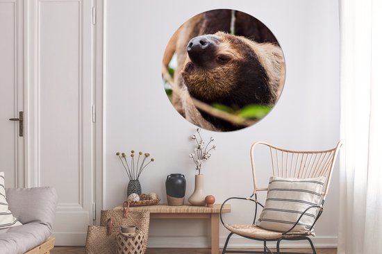 WallCircle - Wall Circle - Wall Circle Indoor - A Sloth Up Close Hanging Upside Down - 140x140 cm - Décoration murale - Peintures Ronds