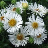 Aster novae-angliae 'Herbstschnee' - Nieuw-Engelse aster - 10 cm - Pot 2 liter