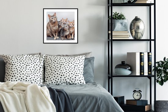 Affiche avec cadre Chat - Chatons - Fourrure - 40x40 cm