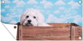 Schuttingposter Maltezer hond in een houten doos - 200x100 cm - Tuindoek
