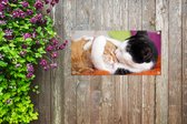 Tuinposter Katten - Knuffel - Dierendag - 60x30 cm - Tuindoek - Buitenposter