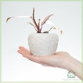 Philodendron Pink Princess - zeldzame kamerplant - geworteld - stekje - babyplantje