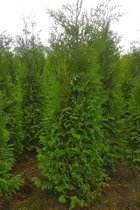 5 stuks | Westerse Levensboom 'Brabant' Kluit 200-225 cm Extra kwaliteit - Snel zichtdicht - Vruchtdragend - Weinig onderhoud - Zeer winterhard