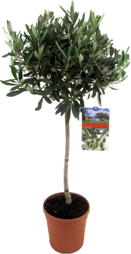Plant in a Box - Olijfboom op stam - Olea Europaea - Pot ⌀21cm - Hoogte ↕ 90-100cm