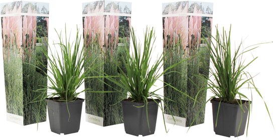 Plant in a Box -Cortaderia selloana - Set van 3 - Roze Pampas siergrassen - Pot 9cm - Hoogte 25-40cm