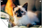 Posters de jardin extérieur Chat - Fourrure - Zwart - 90x60 cm - Toile de jardin