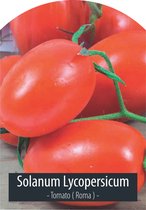 Tomaten Zaden - Roma Tomaten - Solanum Lycopersicum -  Inclusief Handleiding