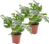 Plant in a Box - Monstera Minima - Set van 2 - Rhaphidophora Tetrasperma - Kamerplant - Gatenplant - Pot 12cm - Hoogte 20-30cm
