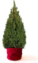 Picea boom ↕ ca. 100cm [Winter - Kerst - Hygge - Naturel - Chic - Luxe - Scandinavisch - Slow living]