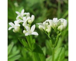 6x Galium odoratum - Lieve-vrouwe-bedstro - Pot 9x9 cm
