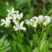 6x Galium odoratum - Lieve-vrouwe-bedstro - Pot 9x9 cm