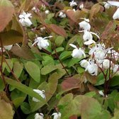 6x Epimedium youngianum ‘Niveum’ - Elfenbloem - Pot 9x9 cm