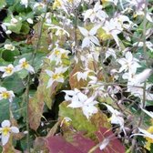 6x Epimedium stellulatum 'Wudang Star'® - Elfenbloem - Pot 9x9 cm