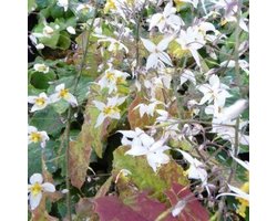 6x Epimedium stellulatum 'Wudang Star'® - Elfenbloem - Pot 9x9 cm