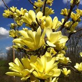 Magnolia denudata 'Yellow River' - Beverboom - Planthoogte: 50-60 cm - Pot Ø 22 cm (4,5 liter)