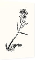 Herik zwart-wit (Charlock) - Foto op Dibond - 60 x 90 cm