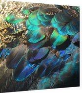 Kleurrijke veren van een blauwe pauw - Foto op Dibond - 80 x 80 cm