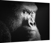 Silverback gorilla op zwarte achtergrond - Foto op Dibond - 80 x 60 cm