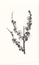 Dwergberk zwart-wit (Dwarfbirch) - Foto op Dibond - 60 x 90 cm