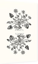 Gewoon Speenkruid zwart-wit (Lesser Celandine) - Foto op Dibond - 60 x 90 cm