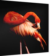 Flamingo op zwarte achtergrond - Foto op Dibond - 60 x 60 cm