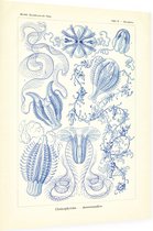 Hormiphora - Ctenophorae (Kunstformen der Natur), Ernst Haeckel - Foto op Dibond - 30 x 40 cm