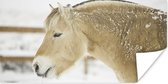 Poster Close-up van een fjord paard in de sneeuw - 160x80 cm