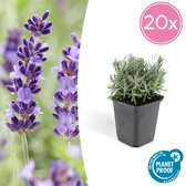 FloraFiesta - Lavendel - Lavandula angustifolia 'Hidcote' - Set van 20 - Hoogte 10cm - Potmaat Ø9cm
