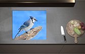 Inductieplaat Beschermer - Blauwe Gaai Vogel zittend op Tak - 60x52 cm - 2 mm Dik - Inductie Beschermer - Bescherming Inductiekookplaat - Kookplaat Beschermer van Wit Vinyl