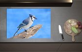 Inductieplaat Beschermer - Blauwe Gaai Vogel zittend op Tak - 80x55 cm - 2 mm Dik - Inductie Beschermer - Bescherming Inductiekookplaat - Kookplaat Beschermer van Wit Vinyl