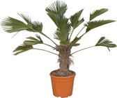 Wagner palm Trachycarpus wagnerianus h 100cm st. h 35cm