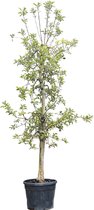 Bomenbezorgd.nl | Oude appelboom Elstar | totaalhoogte 200-250 cm