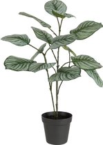 J-Line plant Calathea In Pot - kunststof - groen