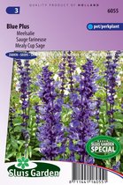 Sluis Garden - Salvia farinacea Blue Plus