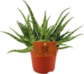 Plantenboetiek.nl | Aloe Spider - Ø10,5cm - 15cm hoog - Kamerplant - Groenblijvend - Cactus & Vetplanten