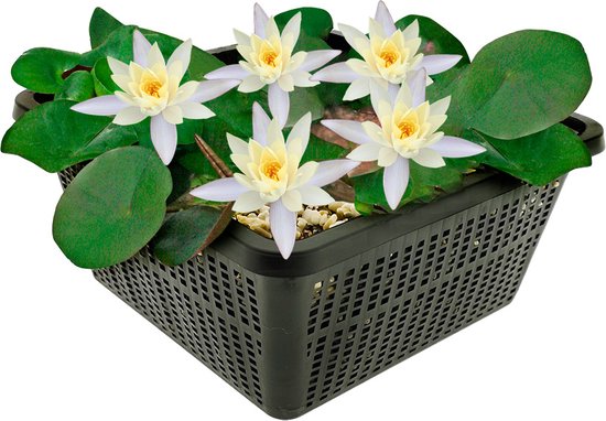 vdvelde.com - Mini Waterlelie - Wit - Nymphaea Pygmaea Alba - Kleine waterlelie - Volgroeide hoogte: 5 cm - Plaatsing: -10 tot -40 cm