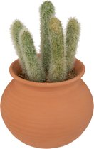 Atmosphera Kunstplant Alicante - Cactus met pot - Ø17x8cm - Groen