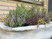 Heidetuintje - 10 Stuks - Zomerbloeier mix - Calluna vulgaris - P10.5