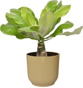 The Green Corner - Brighamia insignis ‘Hawaii Palm’ in ELHO Vibes Fold Rond (botergeel) - Hoogte 35cm - Diameter 14cm