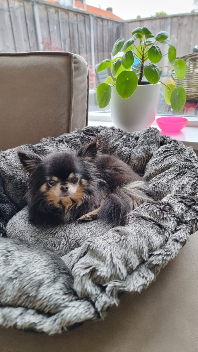 Hondenkussen / mand grijs van het merk Mikki