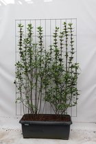 Kant-en-Klaar-Sweetshrub -Haag, Kleur Dieprood, Calycanthus floridus - ↨180cm - 1 pcs