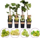 Witte druiven fruitplanten mix - set van 4 verschillende witte druiven - hoogte 45-55 cm - zelfbestuivend, winterhard