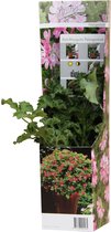 Plantenboetiek.nl | Pelargonium 'Anti-Mosquito' Pink Capitatum - Ø10.5cm - 20cm hoog - Tuinplant