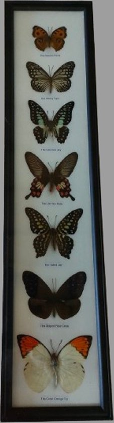 Vlinder vlinders insect insecten fotolijst vlinders echt vlinder in lijst
