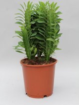 Cactus – Kerstster (Euphorbia Trigona) – Hoogte: 40 cm – van Botanicly