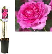 Roos – Rose (Rosa Pink Climber) – Hoogte: 75 cm – van Botanicly