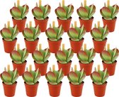 Vetplant – Olifantsoren (Kalanchoe thyrsiflora) – Hoogte: 10 cm – van Botanicly